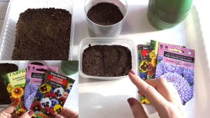 Посев семян цветов на рассаду Виола, Гелениум, Астра🌺 (Западная Сибирь)