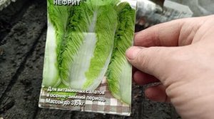 ПОРА ВЫСЕВАТЬ КАПУСТУ среднюю и позднюю на хранение.