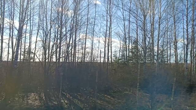 Екатеринские березки