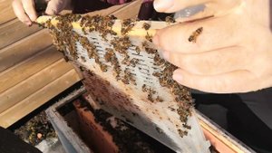 26.02.2022г. Псковская область. Зимовка запасных маток в изоляторах Хмара.