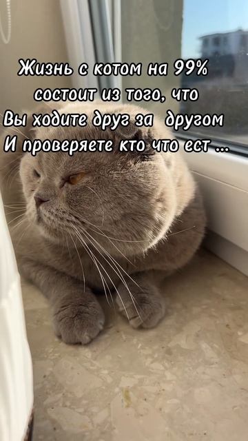 Из чего состоит жизнь с котом. #кот #cat #котик #котики #юмор #прикол #мем #кошка смотреть онлайн
