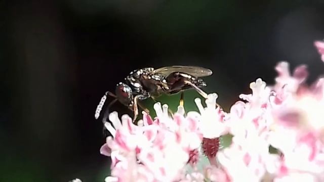 Chalcid Wasp, Pteromalidae, possibly Spintherus dubius. re: 20170918 150552 смотреть онлайн