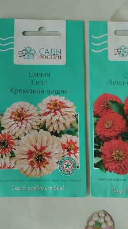 Сеем цинию на рассаду!