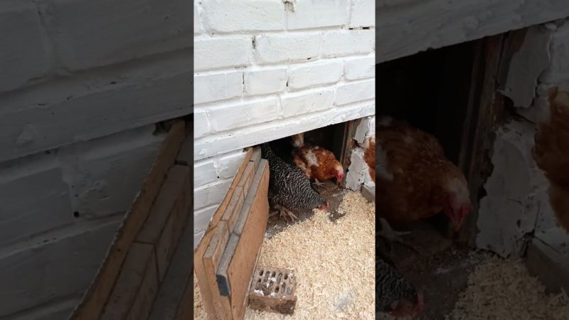 Опилки не жрут