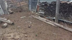 Я и мои курицы