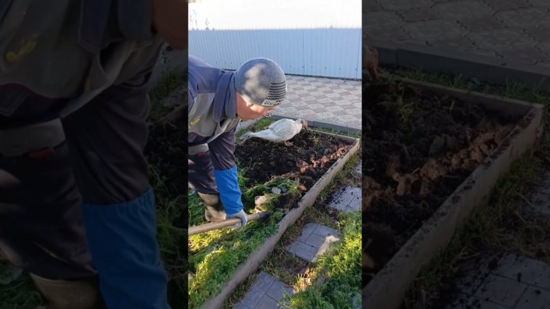Или закопают или в духовку. #duck