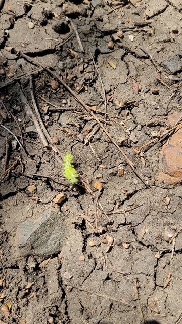 What Is This Fuzzy Green Caterpillar In Arkansas? смотреть онлайн