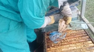 весенняя ревизия пчелосемей.