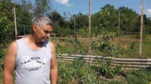 Как заставить грушу плодоносить