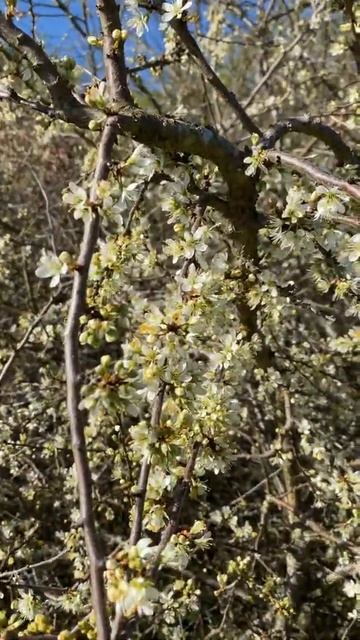 4K Blackthorn Flower#Scotland Dundee#Riverside Park смотреть онлайн