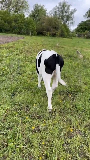 Догоняю теленка. #animal #животные #cow #коровы #телята смотреть онлайн