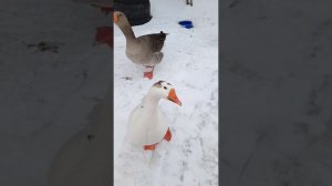 Выходные с птичкой В ролик попали все! Зима вернулась.
