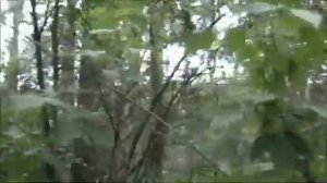 Лес - наше богатство