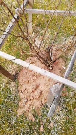 Весенние проблемы от крота.