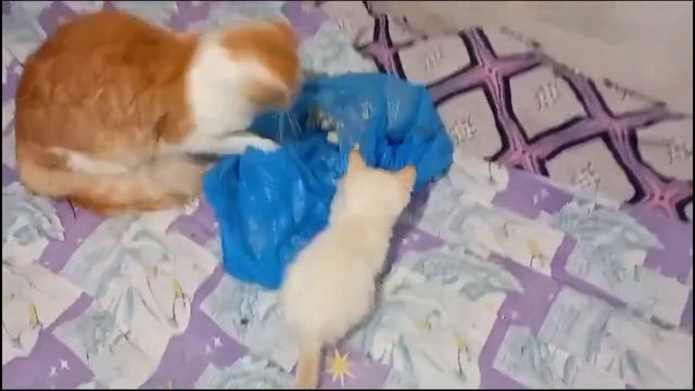 Архив. Вязание. Закончила тунику и связала очередные носки смотреть онлайн