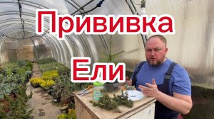 Как прививать сортовые ели
