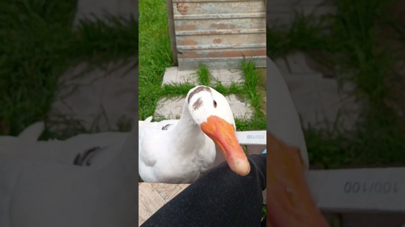 Белая хочет маникюр клюва #goose