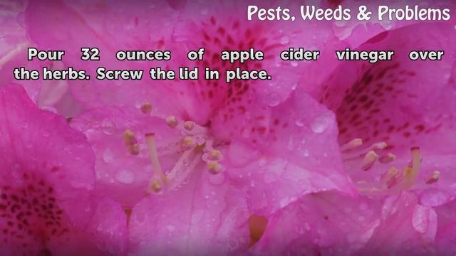 How to Make Mosquito Repellent Using Sage