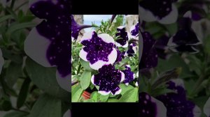 Мои растюхи и этажерка для подсветки рассады.