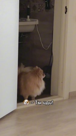 О чём разговаривают Бася и папочка?