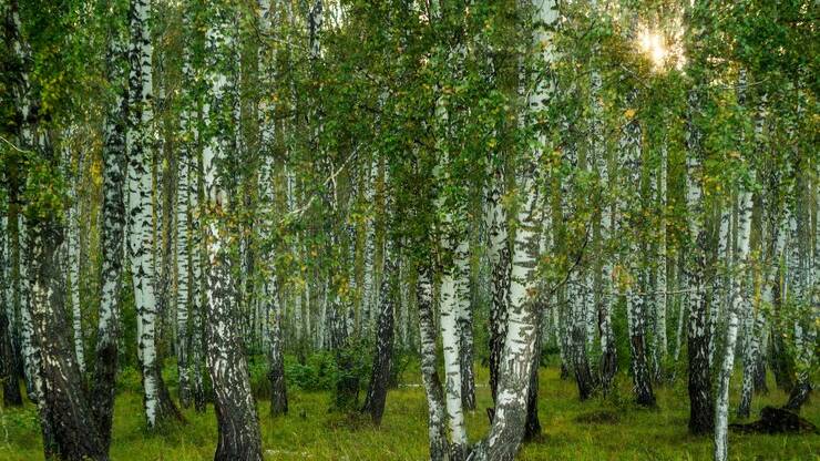 Песня "Лягу прилягу". Кавер смотреть онлайн