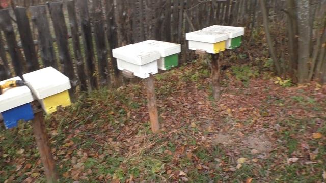 Фиаско с микронуклеусами ППС! смотреть онлайн