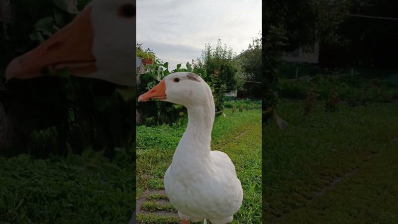 Самые лучшие гусики #goose