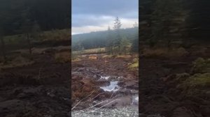 двигающиеся деревья