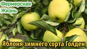 Яблоня зимнего сорта Голден