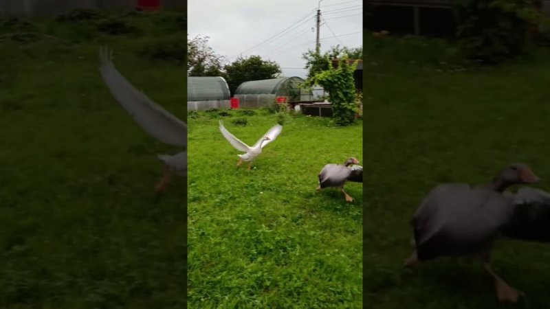 Гуси #goose