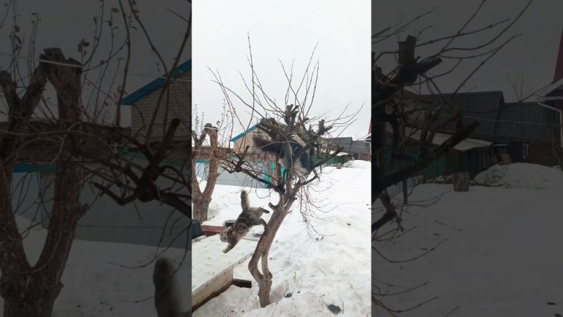 Весна пришла! Коты прилетели
