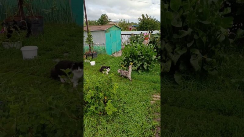 Встреча двух братов #коты