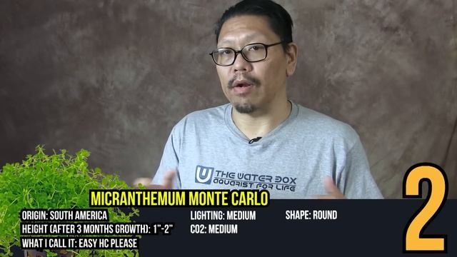 Best Aquarium Carpet Plants for The Dry Start Method смотреть онлайн