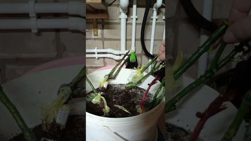Снова спасаю цветы.