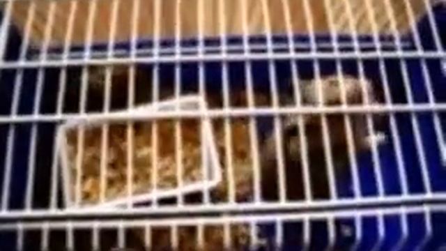 хомяк-гимнаст смотреть онлайн