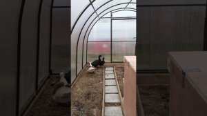 У нас пополнение в хозяйстве. На улице осень, сильный ветер.