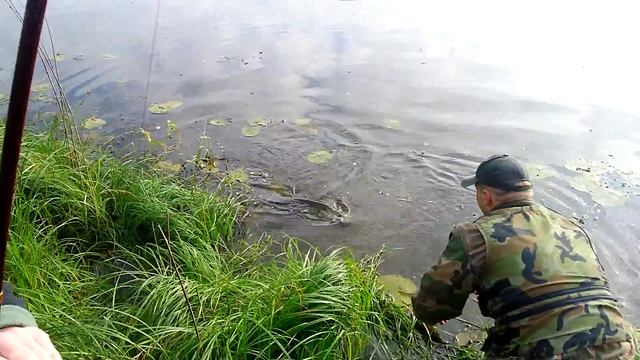 Трофейная щука на р.Припять смотреть онлайн