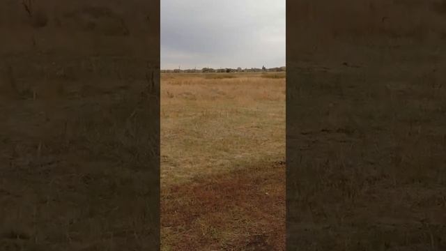 Самоходный опрыскиватель "Туман". Перегон.