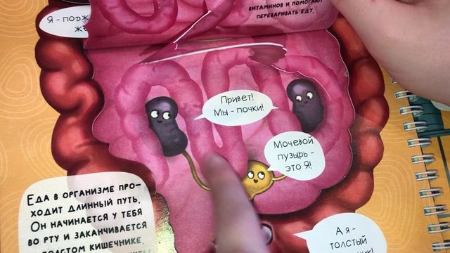 Познакомься твоё тело. Интерактивная анатомия Познавательная книга для детей интерактивные элементы