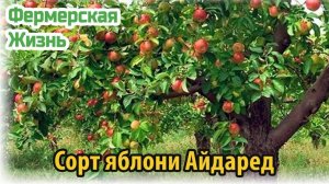 Сорт Айдаред яблоня с изысканным вкусом