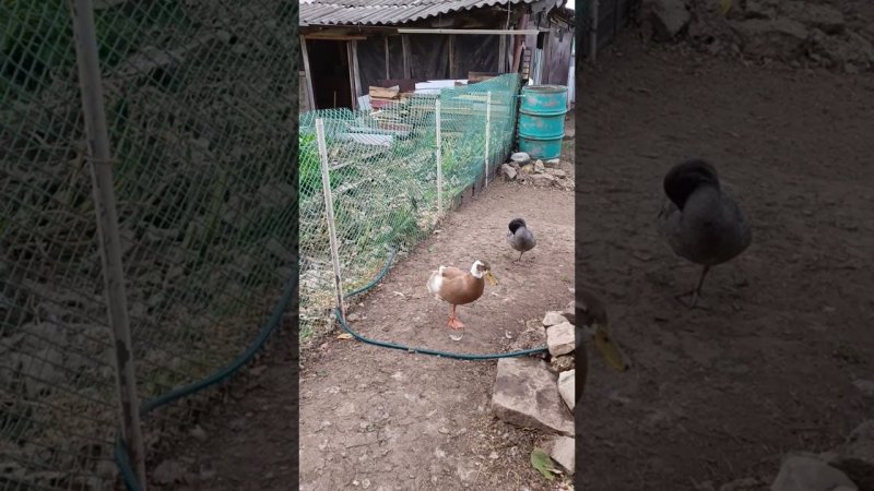 Тристан и Уголёк одноногие чайки #индийский бегунок #duck