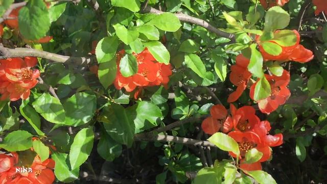 Удивительно Красивая МУЗЫКА и Восхитительное Майское Цветение! смотреть онлайн