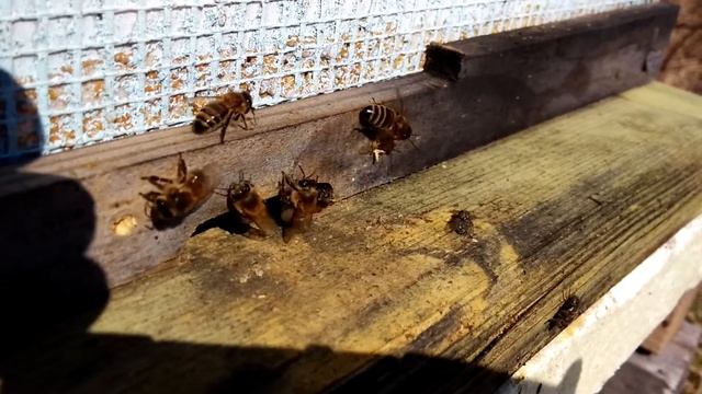 Пчёлы 3.04.2019 смотреть онлайн