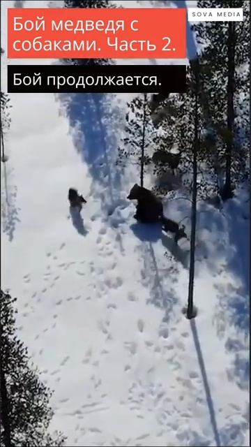 Бой медведя с собаками. #nature #природа #peace #movie #nature #shortsvideo #shorts #short смотреть онлайн