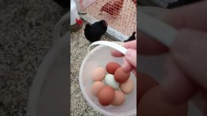 Потеря бегунят... Кто хищник?!  Обзор двора, сада, птичек.
