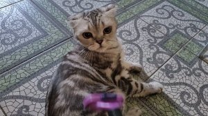 Киска злится