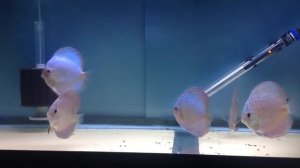 Blue Scorpion Discus