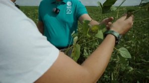 Соя Бинго, технологии выращивания, минимизация рисков