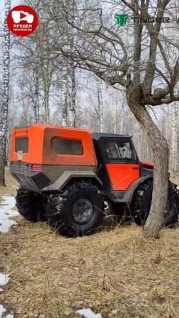 экзотика лесов тюменской области