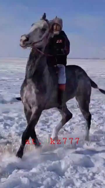 қытайда бәйге🏇#horse#at#shorts#kg#kz#uz#usa#china#лошади#россия#рек#украина#қазақстан#race#qazaqsta